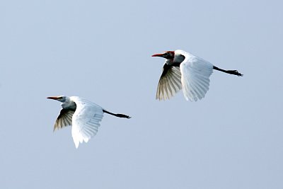 野鳥の群れ