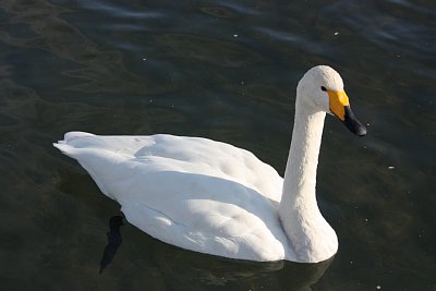 山田川　ハクチョウ飛来地にてオオハクチョウ