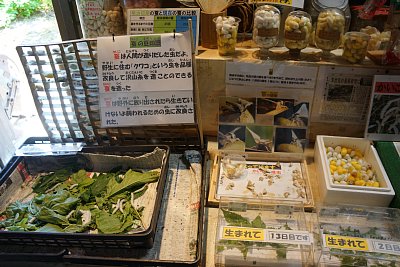 かいこ