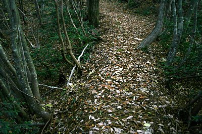 途中の堀切と土橋