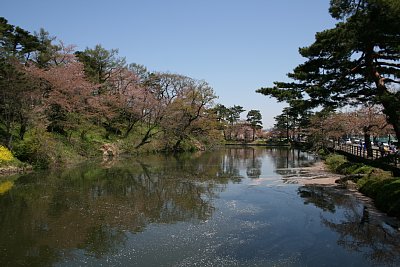 内堀と土塁と桜