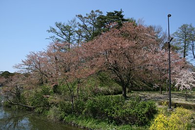 本丸南西側の土塁