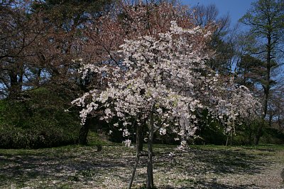 土塁と桜