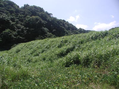 下流側から堤体を見る