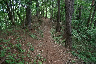 主郭への通路の左側に土塁跡が残っています