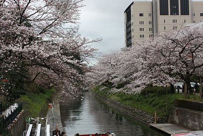 松川べりは桜が開花しました