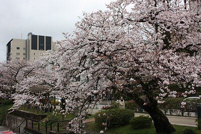 桜咲く・・・