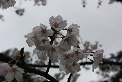 桜のアップです