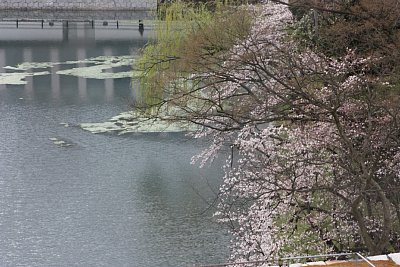 富山城でも桜が開花しました