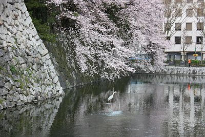 水堀にアオサギかな