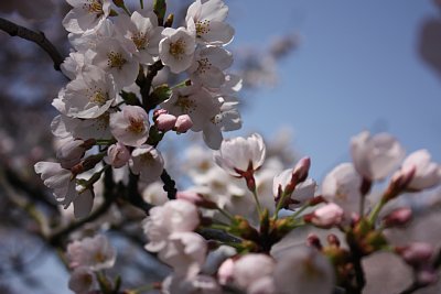 桜
