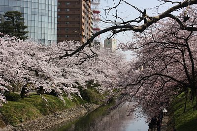 桜咲く松川べり