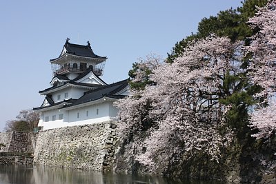 富山城にも春がきました