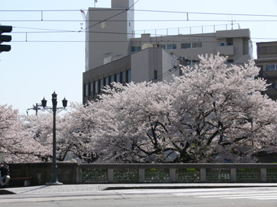 桜橋の周りも桜咲く