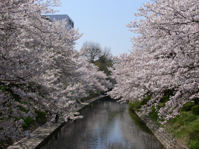 松川べりの桜満開
