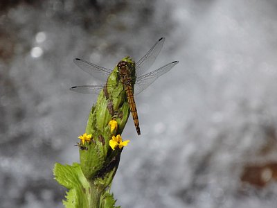 栂池自然園 アキアカネ