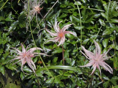 栂池自然園 チングルマの実