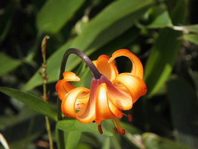 栂池自然園 クルマユリ