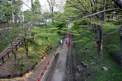 上田城外堀はけやき並木遊歩道となっています