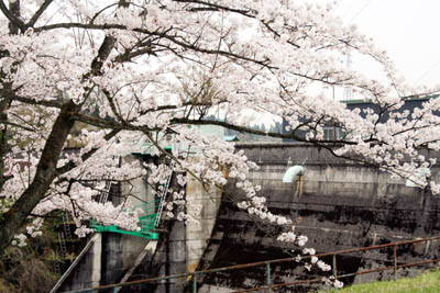 桜の中の和田川ダム