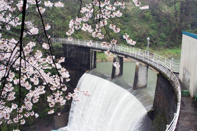 桜の季節です