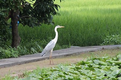 アオサギ