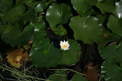 堀に咲く白いハスの花