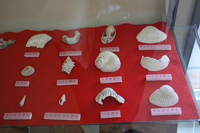 小竹貝塚から発掘された貝類