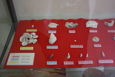 小竹貝塚から発掘された貝類
