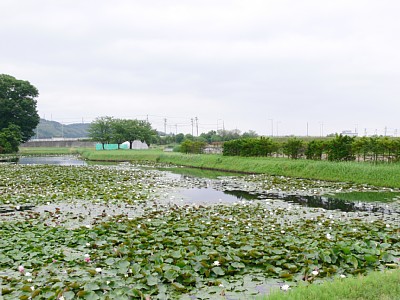 安田城外堀西側