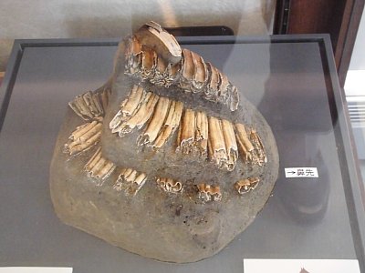 金屋南遺跡から発掘された馬の歯