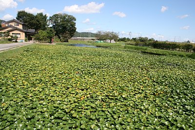 右郭北西側の外堀はハスでいっぱいです