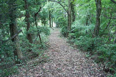 尾根伝いの登城道は土橋状になっています