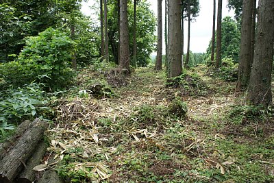 主郭にはどのような建築物があったのか