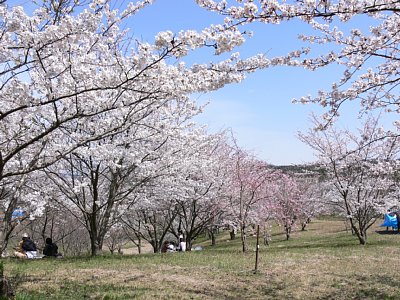 桜は満開です