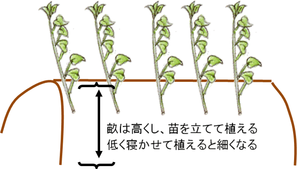 さつまいも 栽培